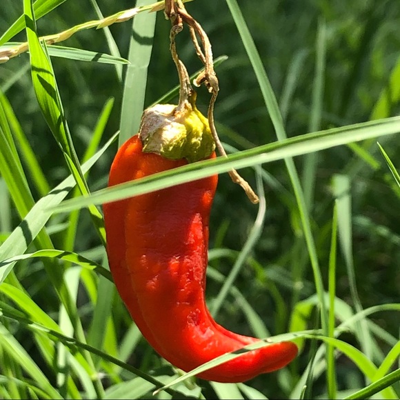 Meet your Posher, Michelle - Picture 1 of 1